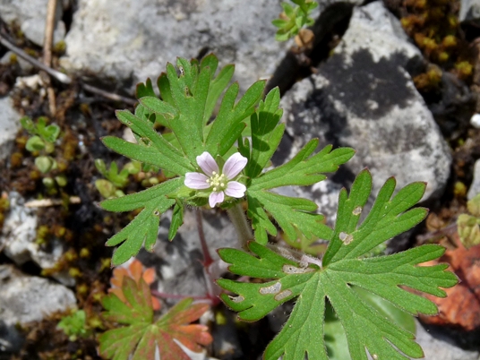 {Geranium carolinianum}